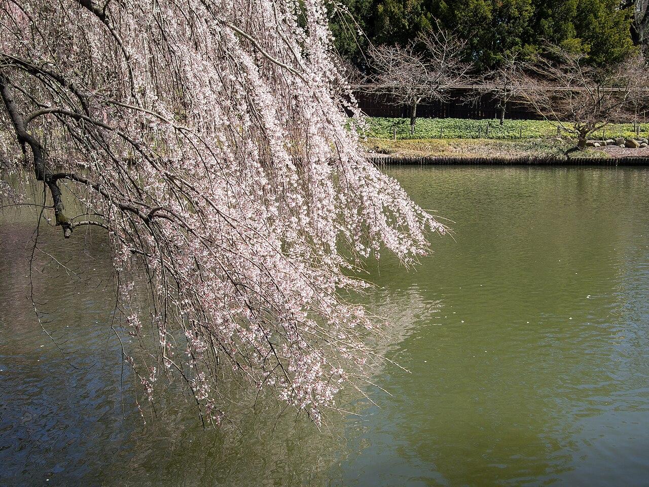 Brooklyn Botanic Garden