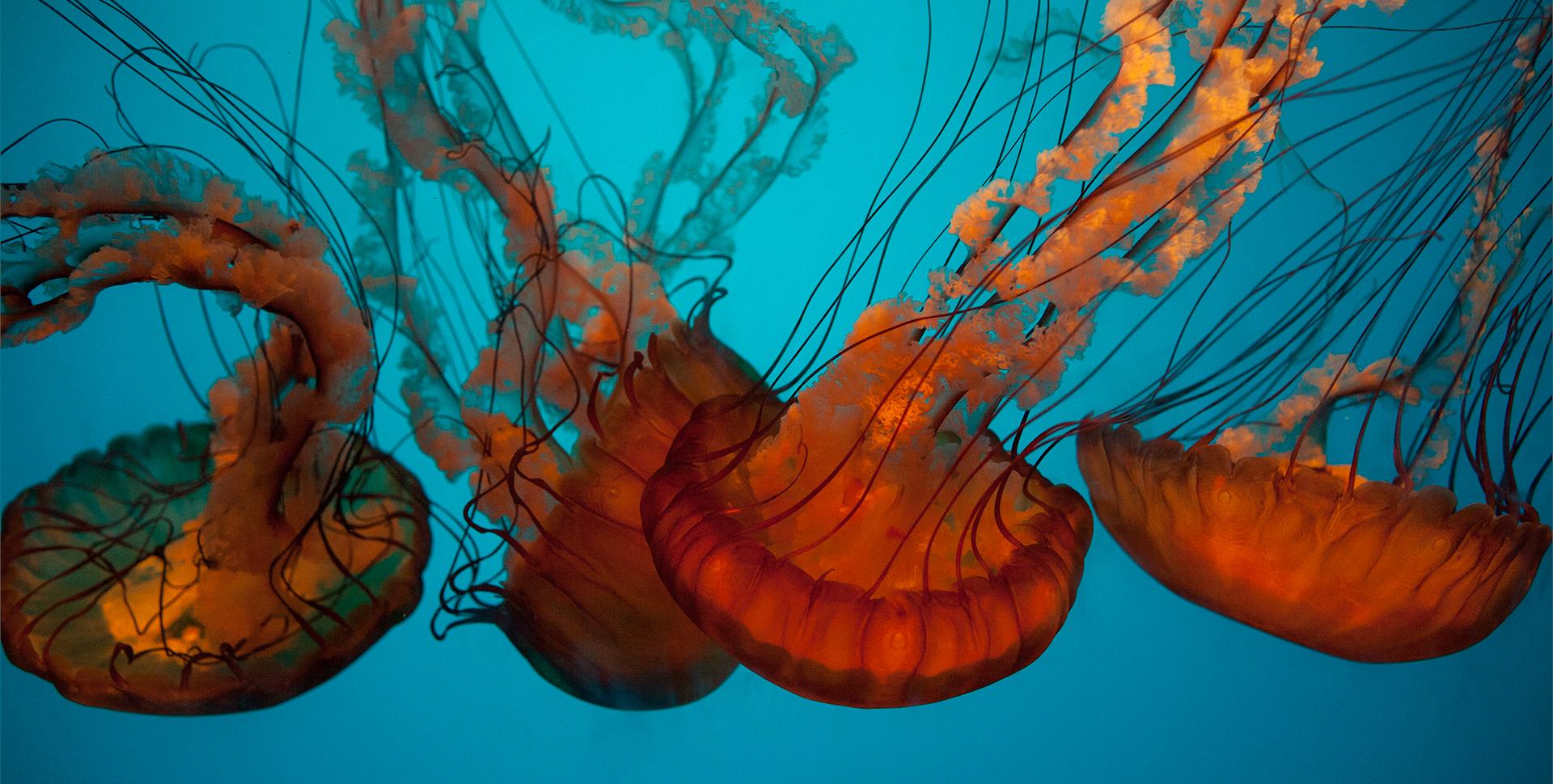 California Academy of Sciences