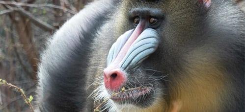 Denver Zoo Conservation Alliance