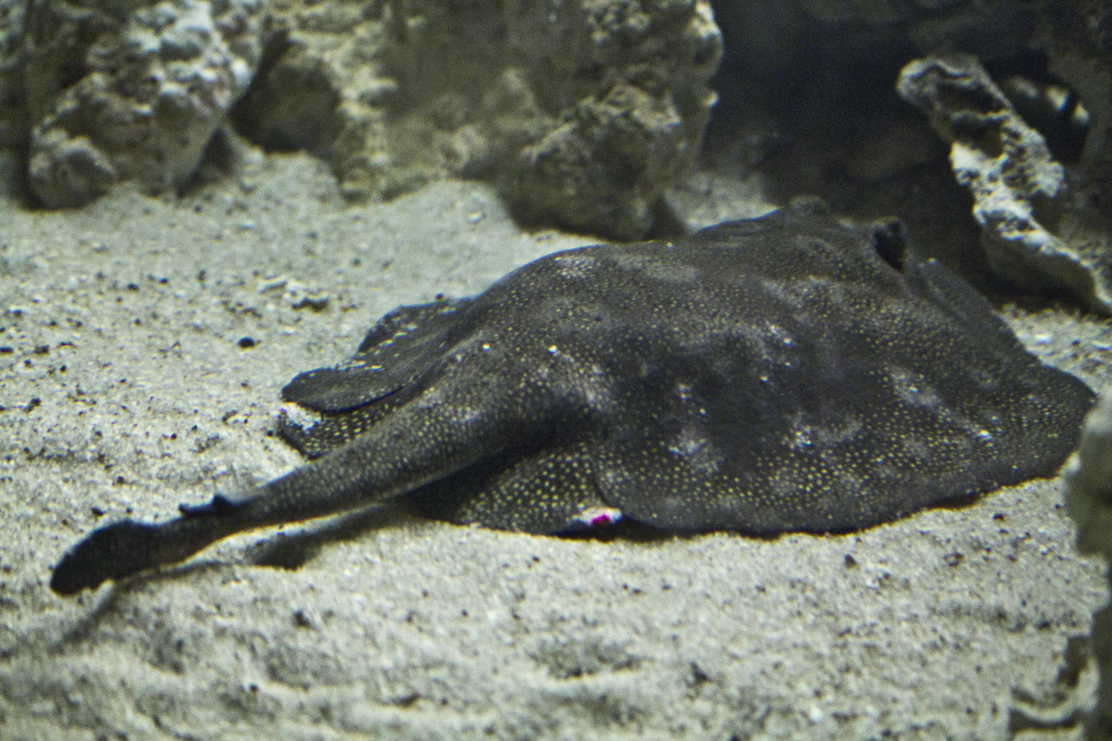 The Florida Aquarium