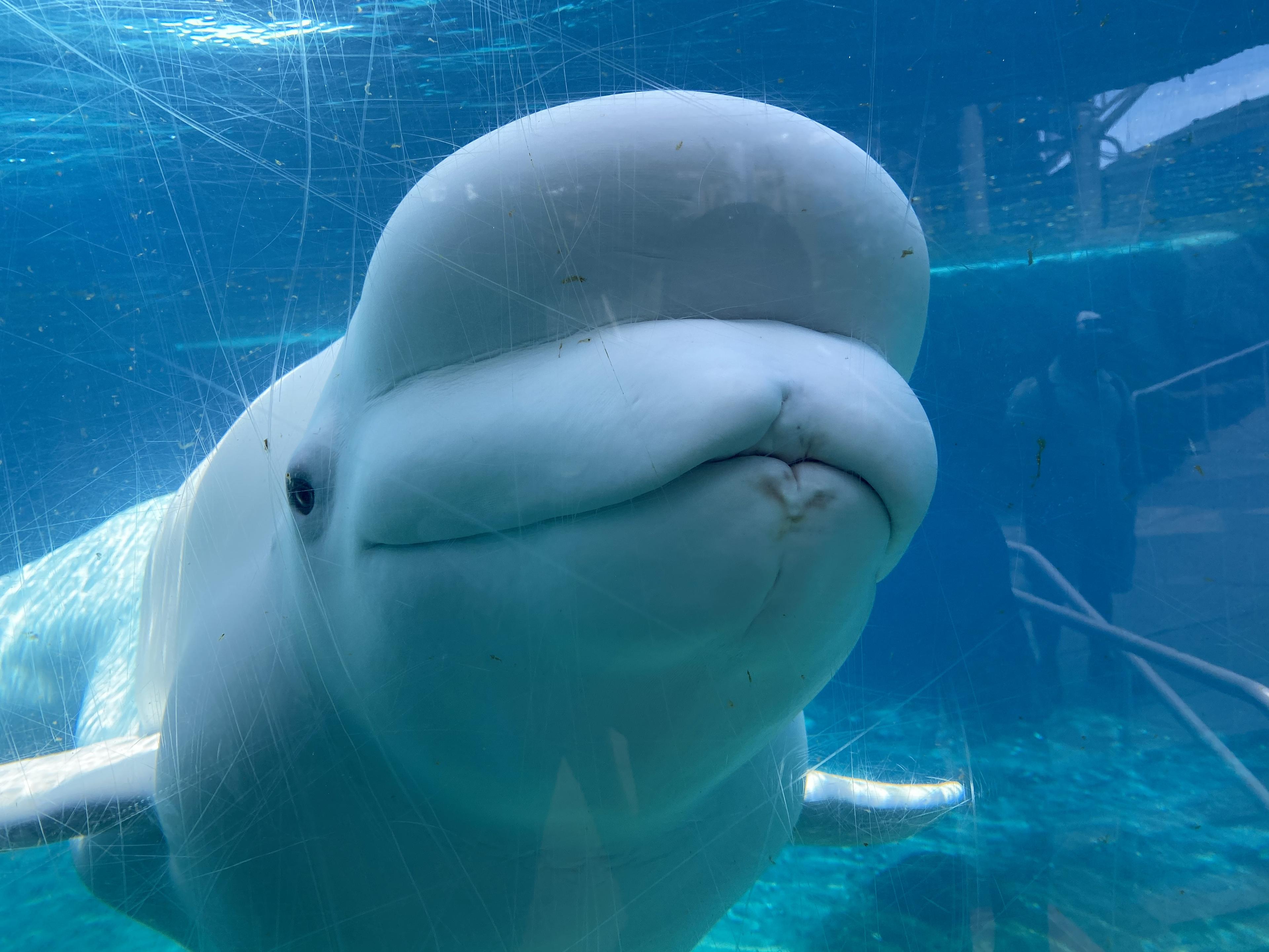 Mystic Aquarium