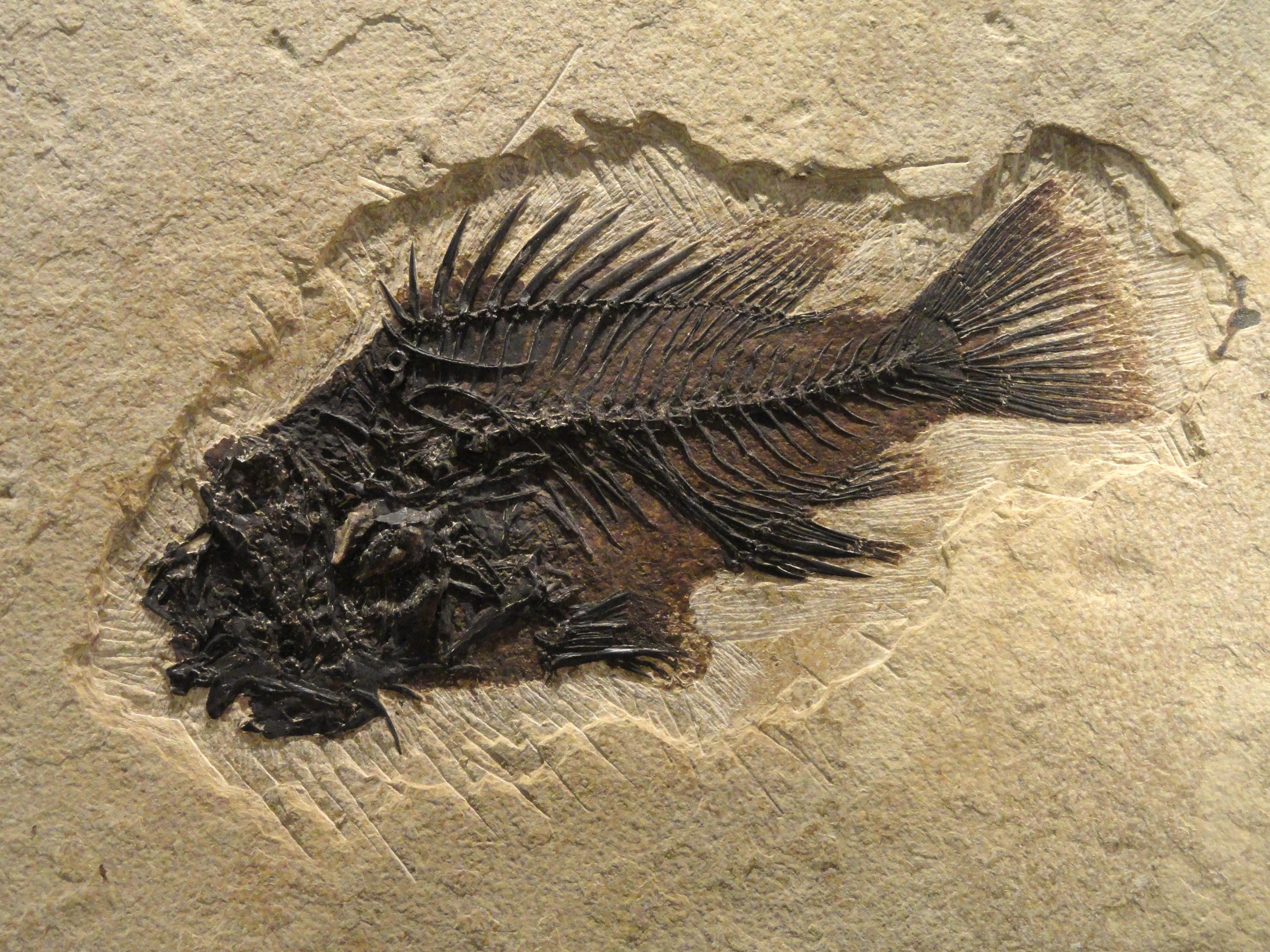 Natural History Museum of Utah