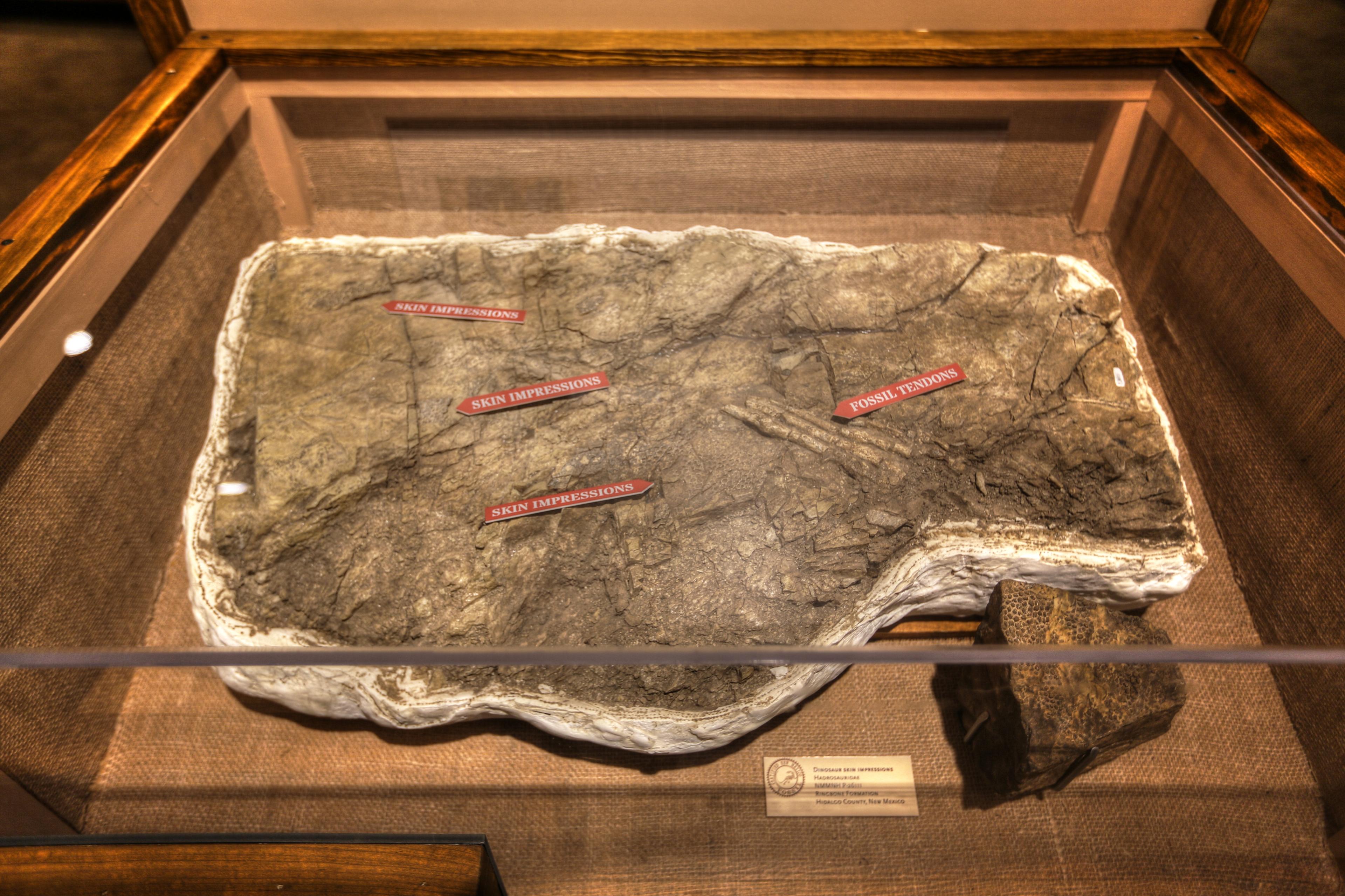 New Mexico Museum of Natural History and Science