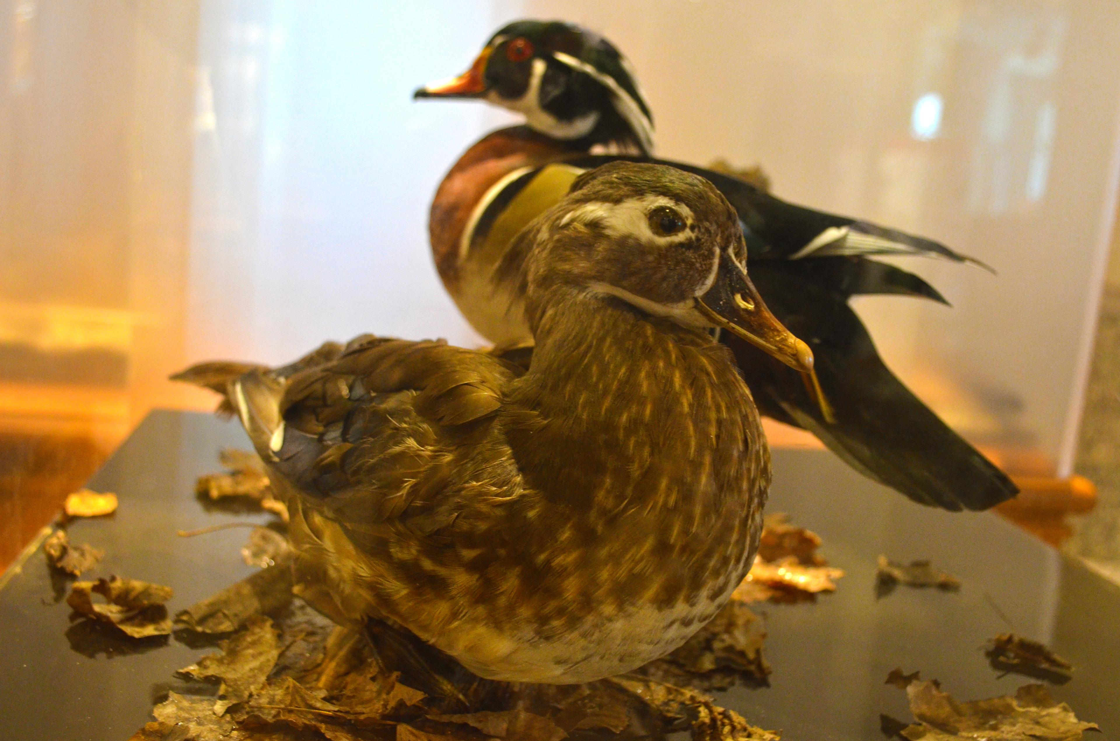 North Carolina Museum of Natural Sciences