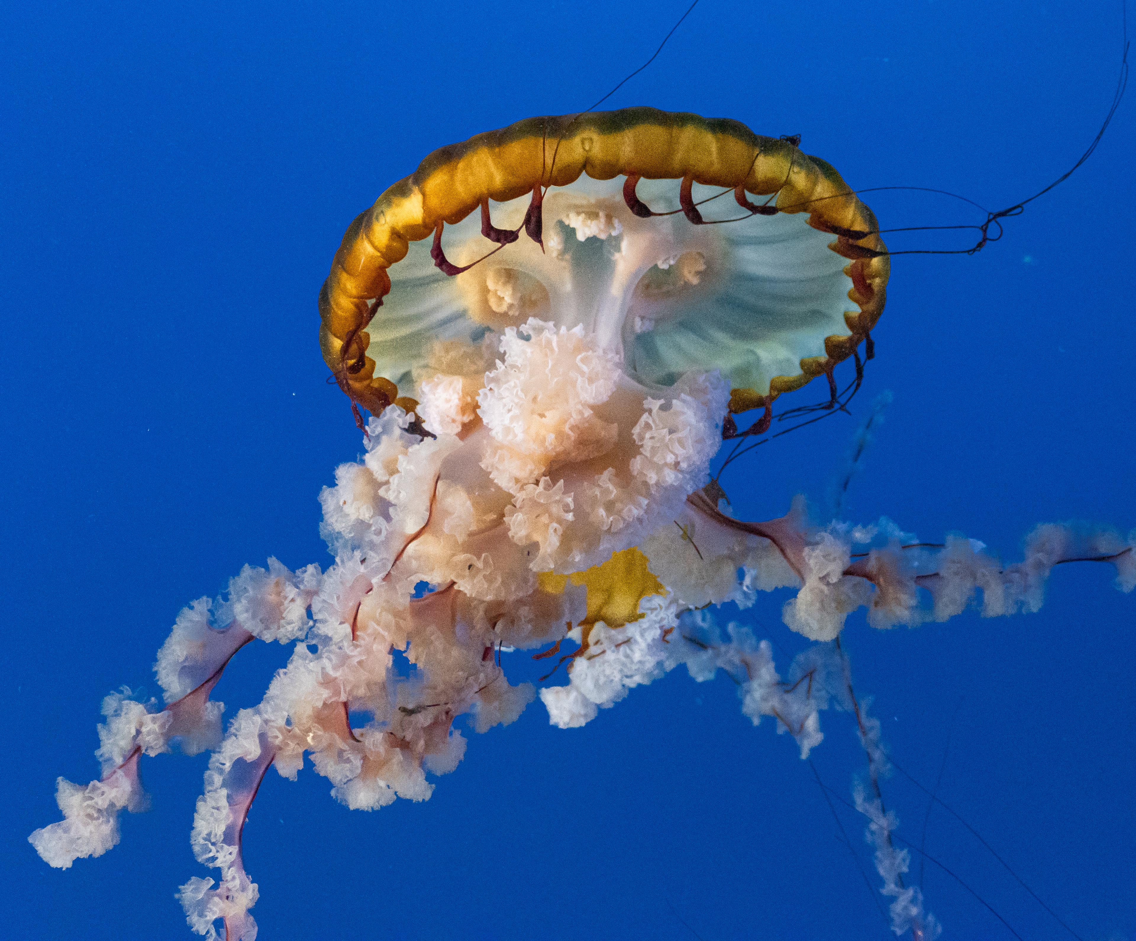Oregon Coast Aquarium