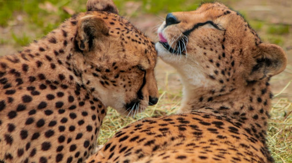 Roger Williams Park Zoo