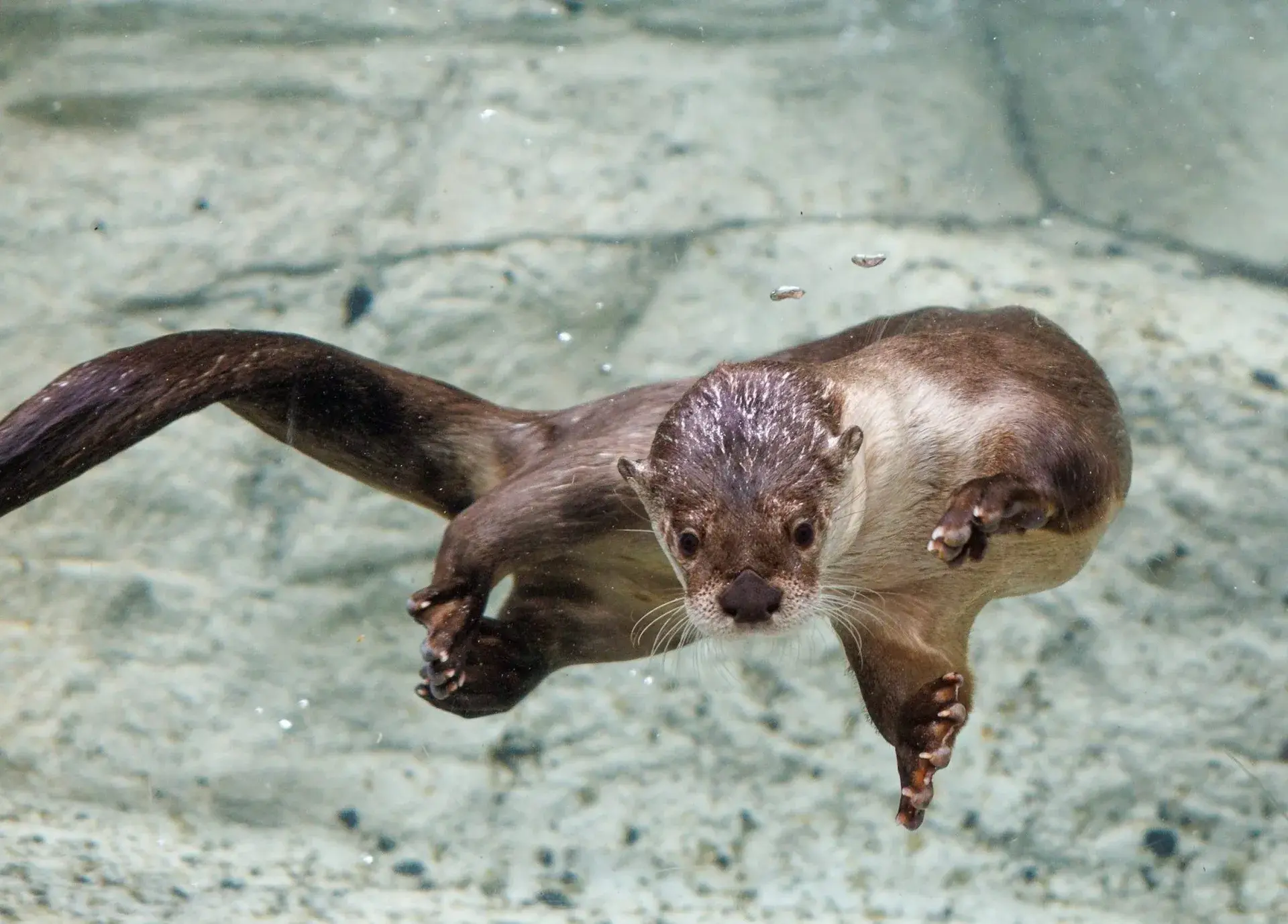 Tennessee Aquarium
